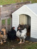 Haantjes, Dieren en Toebehoren, Pluimvee