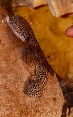 Luipaard gekko’s, Animaux & Accessoires, Reptiles & Amphibiens, Avec terrarium, 0 à 2 ans