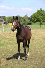 Mooie 2-jarige springmerrie uit prestatiestam, Dieren en Toebehoren, Merrie, Springpaard, Gechipt, 0 tot 2 jaar