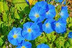 Graines d'Ipomée bleu, Tuin en Terras, Bloembollen en Zaden, Ophalen, Zaad