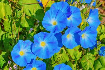 Graines d'Ipomée bleu beschikbaar voor biedingen