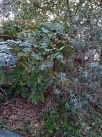 Okkernotenboom, 100 à 250 cm, Plein soleil, Autres espèces, Enlèvement