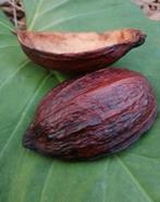 Véritable Cabosse de cacao pour décoration coupe horizontale, Enlèvement ou Envoi