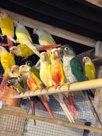 Gezocht Pyrrhura split crème ino, fallow & opaline turquoise, Dieren en Toebehoren, Meerdere dieren, Papegaai, Geringd