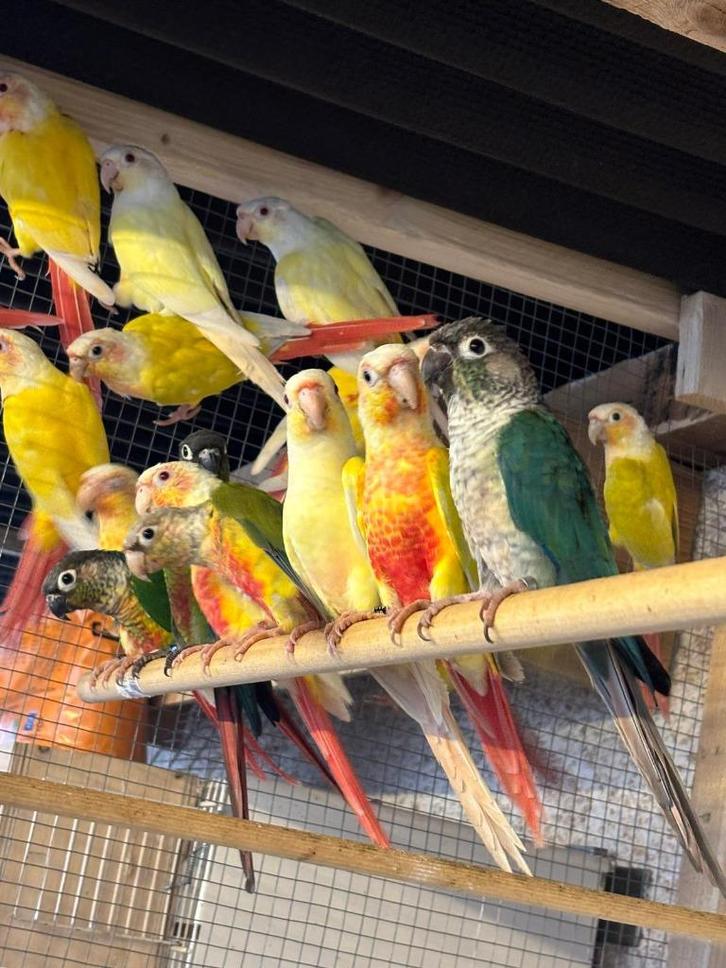 Gezocht Pyrrhura split crème ino, fallow & opaline turquoise, Animaux & Accessoires, Oiseaux | Perruches & Perroquets, Perroquet