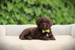 Italiaanse Waterhond, Lagotto Romagnolo, hypo-allergene hond, België, Overige rassen, 8 tot 15 weken, Meerdere