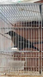Merel pop van 2025, Vrouwelijk, Wildzangvogel, Geringd