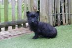 Prachtige schotse terriër pups (Scottish terriër), Dieren en Toebehoren, Honden | Jack Russells en Terriërs, België, Overige rassen