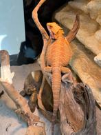 baardagaam hypo red ( vrouwtje)