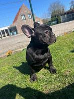 Franse bulldog pups, Dieren en Toebehoren, Honden | Bulldogs, Pinschers en Molossers, 15 weken tot 1 jaar, Buitenland, CDV (hondenziekte)