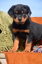 Rottweiler pups, Dieren en Toebehoren, Honden | Bulldogs, Pinschers en Molossers, België, CDV (hondenziekte), 8 tot 15 weken, Meerdere