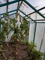 Serre kader uit stevige pvc profielen, Enlèvement, Plastique