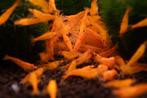 Orange Neocaridina garnalen – Eigen kweek, Dieren en Toebehoren, Kreeft, Krab of Garnaal
