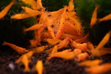 Orange Neocaridina garnalen – Eigen kweek beschikbaar voor biedingen