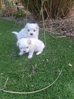 Maltezer pups, Dieren en Toebehoren, België, Maltezer, Fokker | Hobbymatig, CDV (hondenziekte)