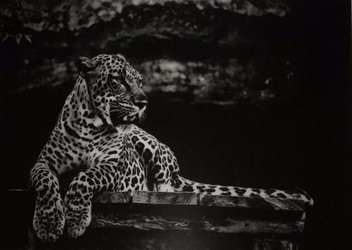 Kunst op glas van een liggende luipaard-panter, LUIPAARD, Huis en Inrichting, Woonaccessoires | Schilderijen, Tekeningen en Foto's