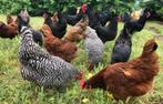 Poules pondeuses de 6 mois, ont commencé à pondre, Animaux & Accessoires, Volatiles