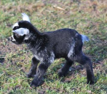 Dwerggeitje zwartschimmel bokje met witte oortjes beschikbaar voor biedingen