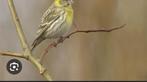 Cini man gezocht, Dieren en Toebehoren, Vogels | Kanaries