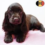 chiots Cocker Anglais - chocolat, noir, noir et feu, Commerçant, Autres races, 8 à 15 semaines, Plusieurs