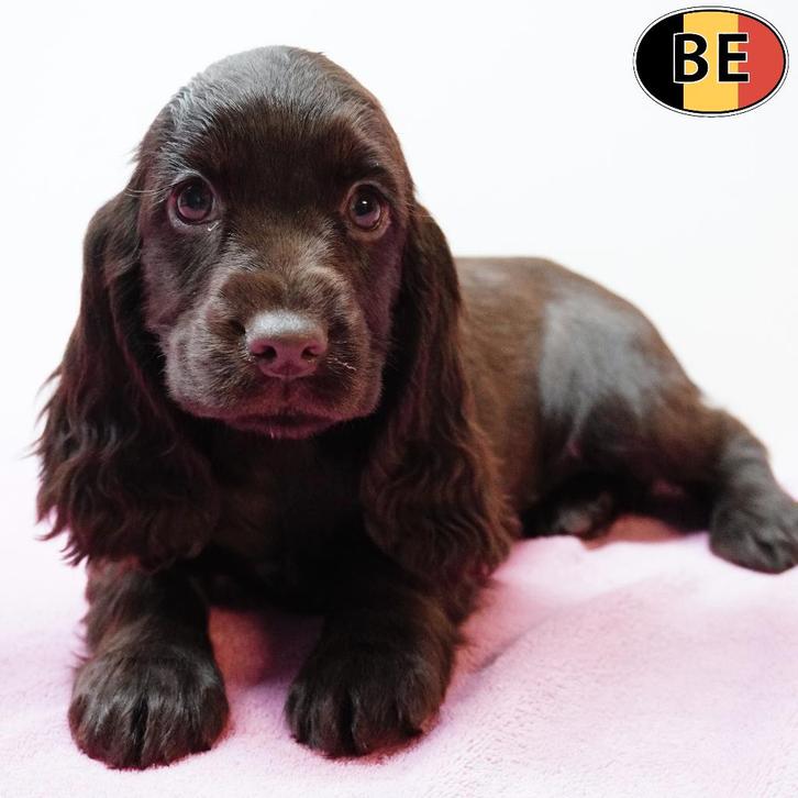 chiots Cocker Anglais - chocolat, noir, noir et feu, Animaux & Accessoires, Chiens | Retrievers, Épagneuls & Chiens d'eau, Plusieurs animaux