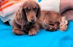 Choco cream langharig teefje, België, Fokker | Hobbymatig, 15 weken tot 1 jaar, CDV (hondenziekte)