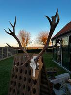 Groot gewei schedel hert, Enlèvement