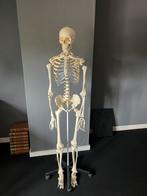 Anatomisch skelet, Diversen, Schoolbenodigdheden, Ophalen
