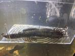 Vis Ancistrus volwassen, Vis, Zoetwatervis