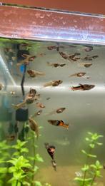 Endler guppy’s, Dieren en Toebehoren