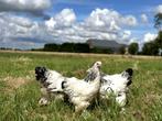Brahma kippen verschillende kleuren hennen gesekst + ingeënt, Dieren en Toebehoren, Pluimvee, Vrouwelijk, Kip
