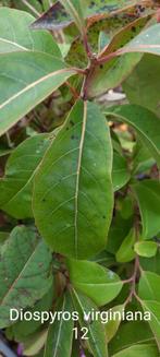 kaki, Diospyros en différentes variétés, kaki, Enlèvement, Été