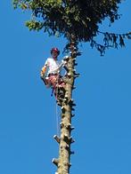 Travaux d'abattage / démontage / élagage d'arbres, Ophalen