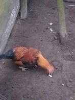 Engelse haan, Dieren en Toebehoren, Mannelijk, Kip