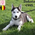 "Demon & Dakota" Husky - pups te koop (Belgisch), Dieren en Toebehoren, Honden | Poolhonden, Keeshonden en Oertypen, België, CDV (hondenziekte)