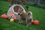 Des chiots Shiba Inu à choisir parmi un nouveau nid, Étranger, Parvovirose, Autres races, Plusieurs animaux