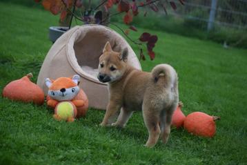 Des chiots Shiba Inu à choisir parmi un nouveau nid disponible aux enchères