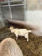Kempische geiten bok te koop, Mâle, Chèvre, 0 à 2 ans