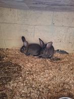 5 Vlaamse reuzen, Dieren en Toebehoren