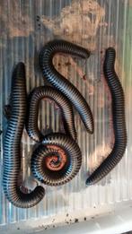 Congo Giant Black Millipede – Spiropoeus fischeri, Dieren en Toebehoren, Insecten en Spinnen