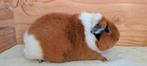 Schattige US teddy cavia, Dieren en Toebehoren, Maart, Vrouwelijk, Cavia