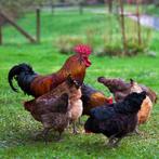 Gratis 25 kippen met kippenhok, Kip