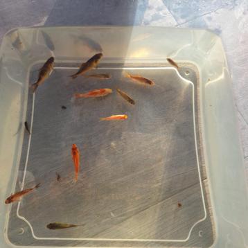 Vijvervissen, sarasas, Poisson(s) rouge(s)