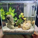 Aquarium 30l, Animaux & Accessoires, Enlèvement ou Envoi, Comme neuf, Aquarium d'eau douce rempli