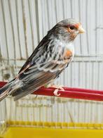 Kanarie mannen goede fluiters, Dieren en Toebehoren