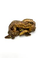 Diverse Python regius, Dieren en Toebehoren, Reptielen en Amfibieën