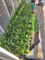 Jonge Trachycarpus fontunei palmpjes, Tuin en Terras, Ophalen