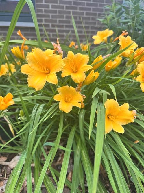 Stella d'oro daglelie, Tuin en Terras, Bloembollen en Zaden, Volle zon, Ophalen