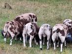 Baggerbonte ramlammeren te koop, Dieren en Toebehoren, Schapen, Geiten en Varkens, Mannelijk, Schaap, 0 tot 2 jaar