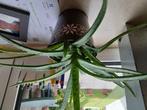 Aloe vera, Ophalen, Vetplant, Halfschaduw, Minder dan 100 cm